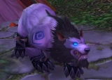 Worgen druid in bear form