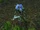 Ashenvale Scout