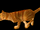 Cat Carrier (Orange Tabby)