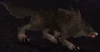 Darkmoon Wolf
