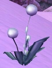 Icecap.jpg