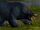 Black Bear Patriarch