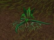 Stranglekelp.jpg