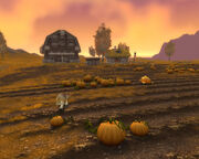 Furlbrow's Pumpkin Patch