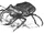 Carrion beetle