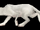 Cat Carrier (White Kitten)