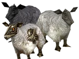 Sheep