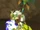 Zul'Brin Warpbranch