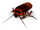 Cockroach.png