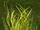 Sungrass