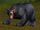 Elder Black Bear