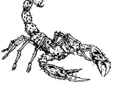 Scorpion