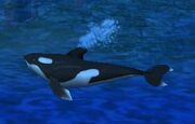 An orca in WCIII.