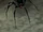 Widow Spiderling