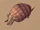 Armadillo Pup (battle pet)
