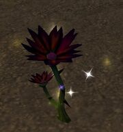 Black Lotus.jpg