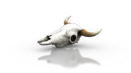 Cow skull