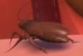 Hal the Cockroach from WALL-E.