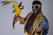 Koko B Ware