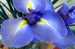 500px-Blooming-Blue-Iris-Flower-Photo