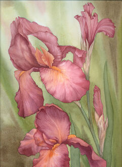Russet Iris by louise art