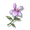 Bunnywort