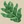 Seaweed
