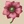Anemone Flower