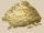 Oats