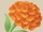 Marigold