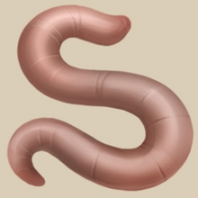 Image of Worm in inventory
