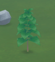 Mint Plant