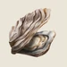 Oyster
