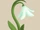 Snowdrop