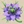 Nigella