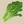 Spinach