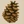 Pinecone