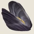 {{#ifexist:File:Mussel.png