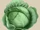 Cabbage