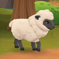 Sheep