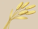Wheat