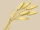 Wheat