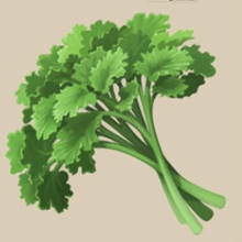 Image of Coriander in inventory