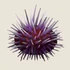 {{#ifexist:File:Sea Urchin.png