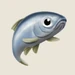 Herring