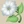 Moon Flower