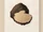 Truffle