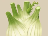 Fennel