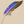 Duck Feather