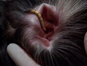 Parasitic ice worm in dog's ear